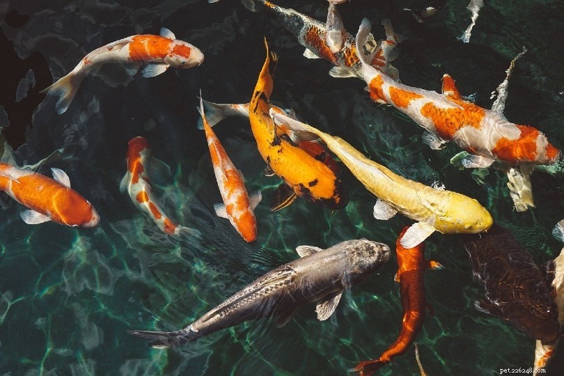 O que os peixes comem na natureza e como animais de estimação?