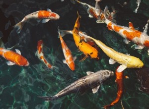 물고기는 야생에서 애완동물로 무엇을 먹나요?