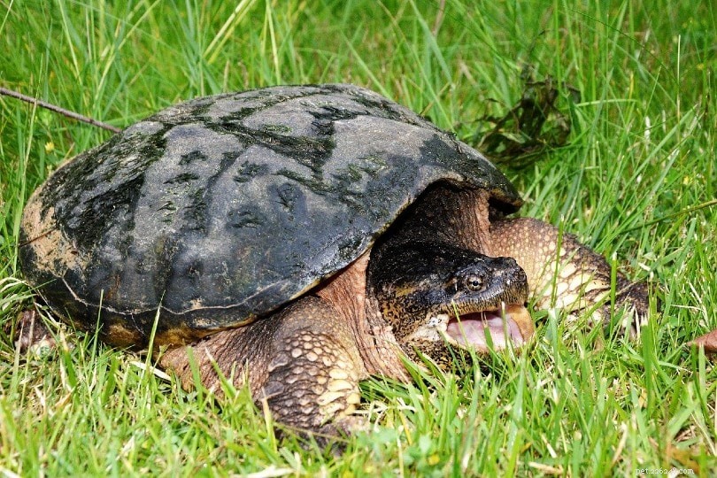 Cosa mangiano le tartarughe azzannatrici in natura e come animali domestici?