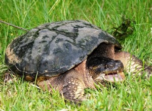 Que mangent les tortues serpentines dans la nature et comme animaux de compagnie ?