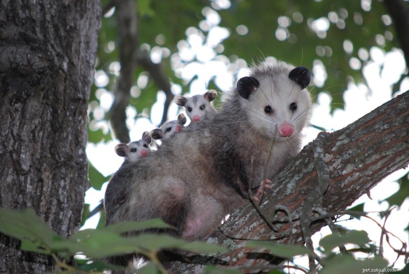 Que mangent les opossums ?