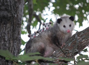 Que mangent les opossums ?