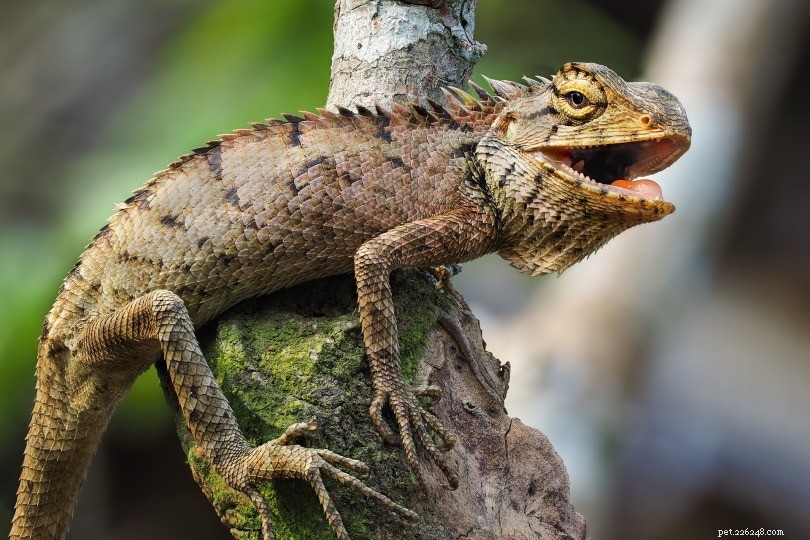 O que as iguanas comem na natureza e como animais de estimação?
