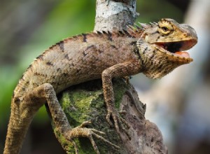 O que as iguanas comem na natureza e como animais de estimação?