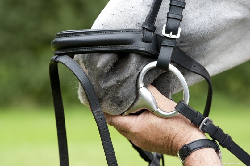 Как выбрать правильное железо для вашей лошади