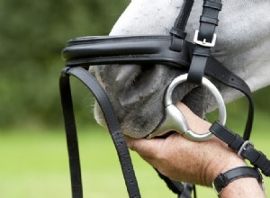 Como escolher o freio certo para seu cavalo