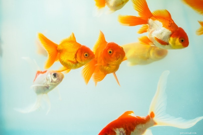 Čpavek a zlaté rybky:Co potřebujete vědět!