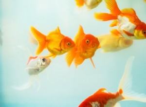 Čpavek a zlaté rybky:Co potřebujete vědět!