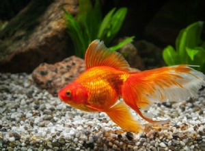 Jaká je cena zlaté rybky v roce 2022? Průvodce cenou zlaté rybky