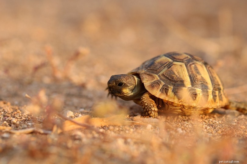 Wat eten babyschildpadden in het wild en als huisdier?