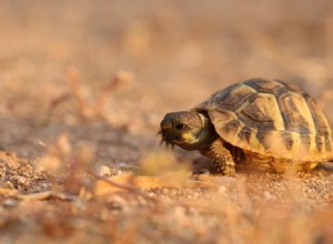 O que as tartarugas bebês comem na natureza e como animais de estimação?