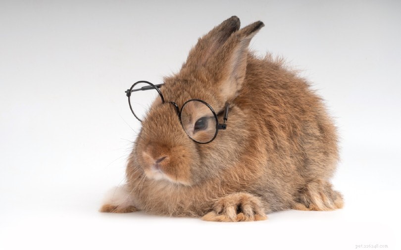 Qual ​​a inteligência dos coelhos de estimação?