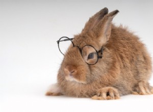 Jak inteligentní jsou králíci v zájmovém chovu?