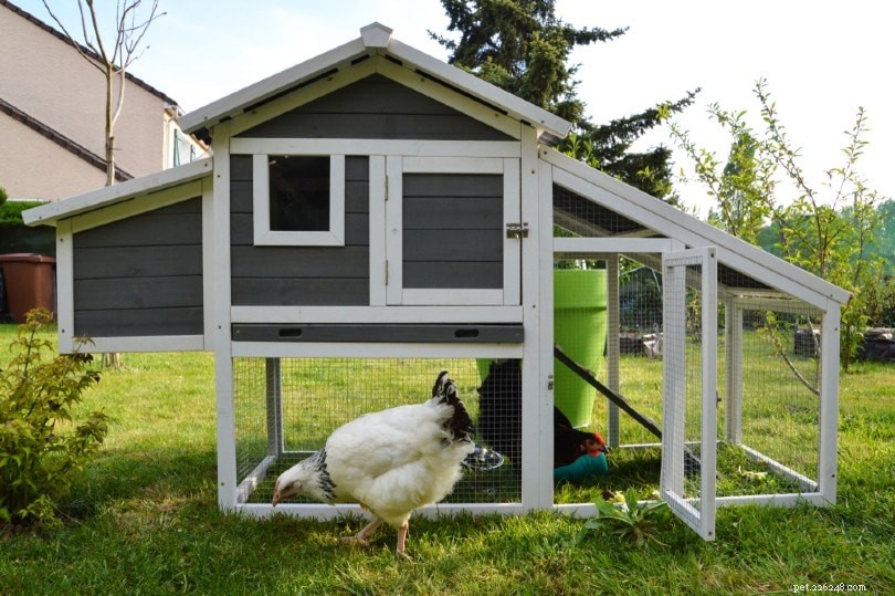 오늘 만들 수 있는 DIY 닭장 계획 20개(사진 포함)