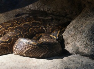 8 barmských Python Morphs &Colors (s obrázky)