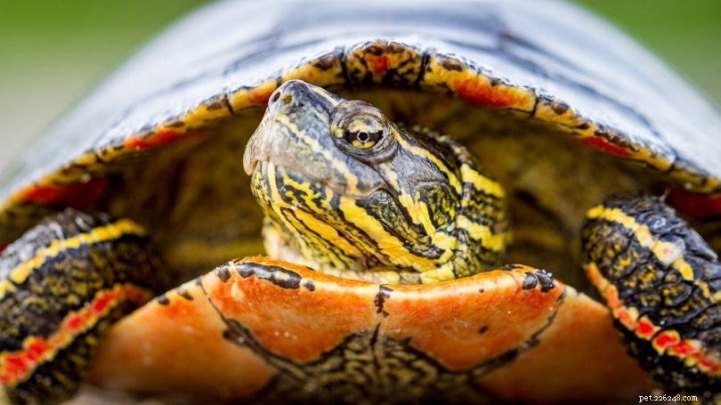 색칠한 거북이를 돌보는 방법(케어 시트 및 가이드 2022) 