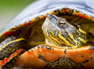 Hur man tar hand om en målad sköldpadda (vårdblad och guide 2022)
