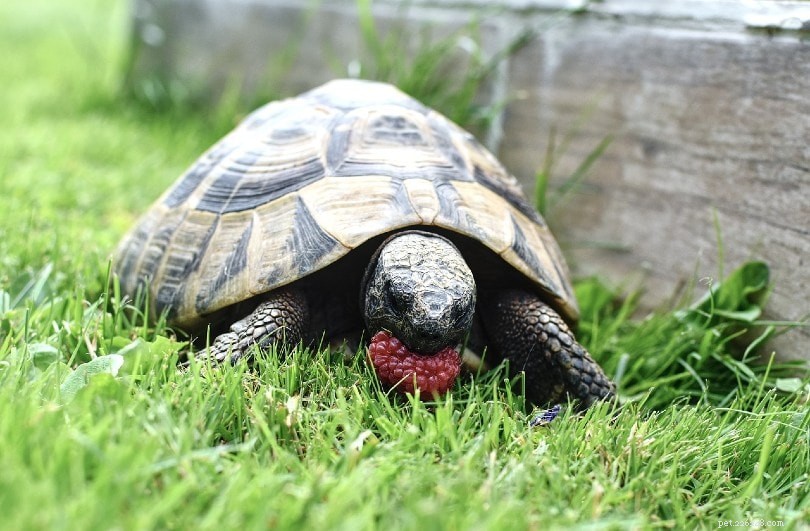 Vad äter sköldpaddor i naturen och som husdjur?