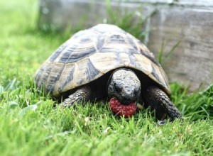 Que mangent les tortues dans la nature et comme animaux de compagnie ?