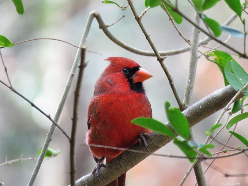 Являются ли кардиналы отличными домашними животными? Что вам нужно знать!