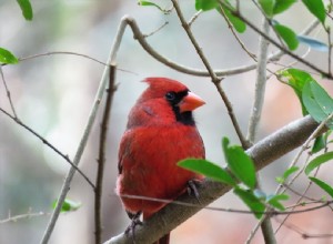 Являются ли кардиналы отличными домашними животными? Что вам нужно знать!