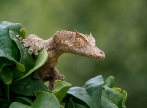 Gecko à queue feuille satanique