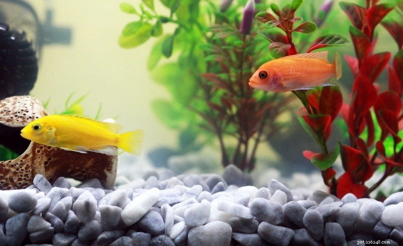 Aquascape Your Goldfish Tank jako profík:10 metod, které fungují