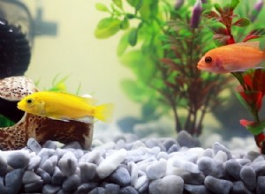 Aquascape seu aquário de peixinho dourado como um profissional:10 métodos que funcionam