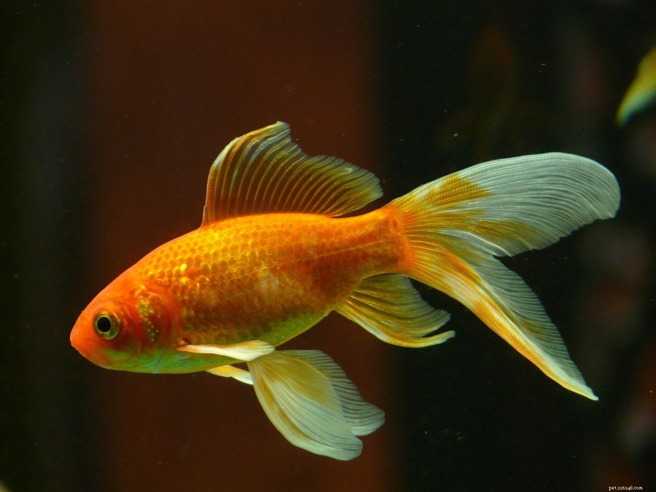 Come sapere se il tuo pesce rosso è incinta – Guida completa