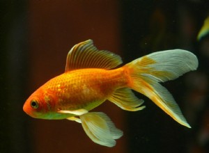 Hur du vet om din guldfisk är gravid – komplett guide