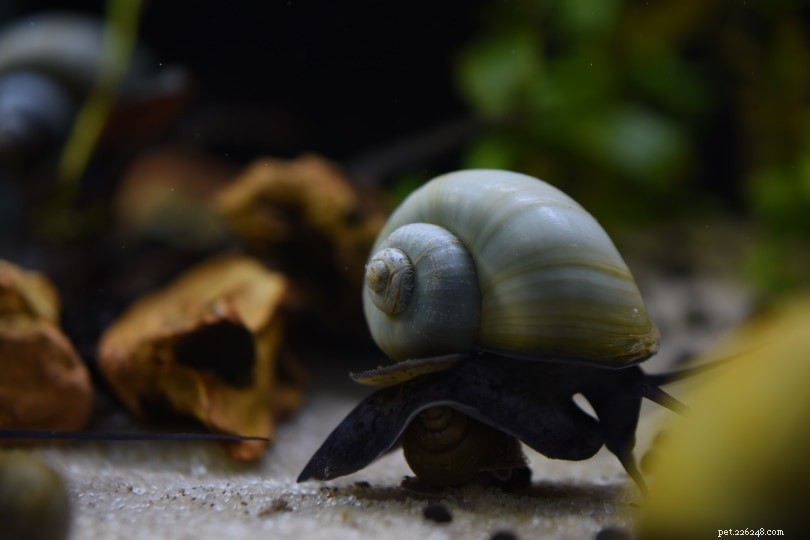 Vše, co potřebujete vědět o Mystery Snails