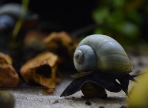 Vše, co potřebujete vědět o Mystery Snails