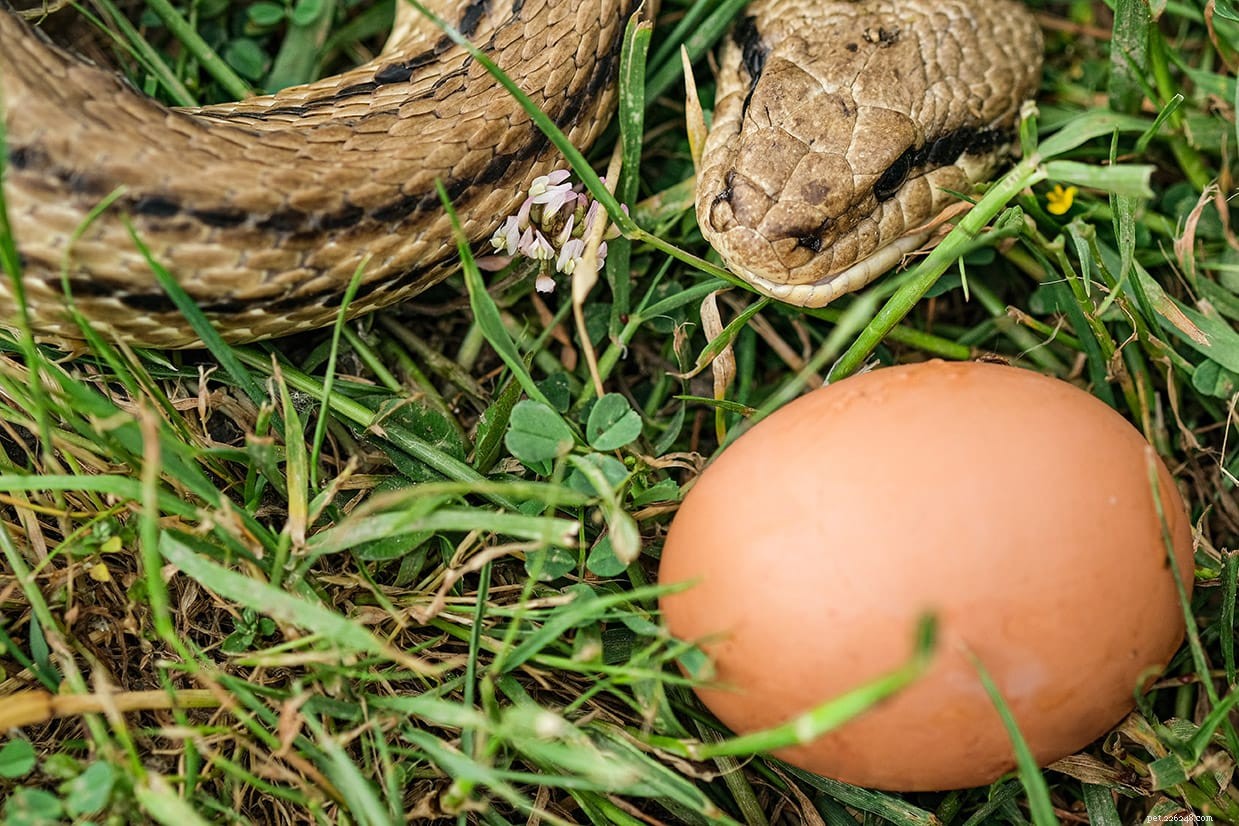 ペットのヘビは卵を食べることができますか？あなたが知る必要があること！ 