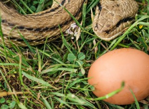 Můžou hadi jíst vejce? Co potřebujete vědět!