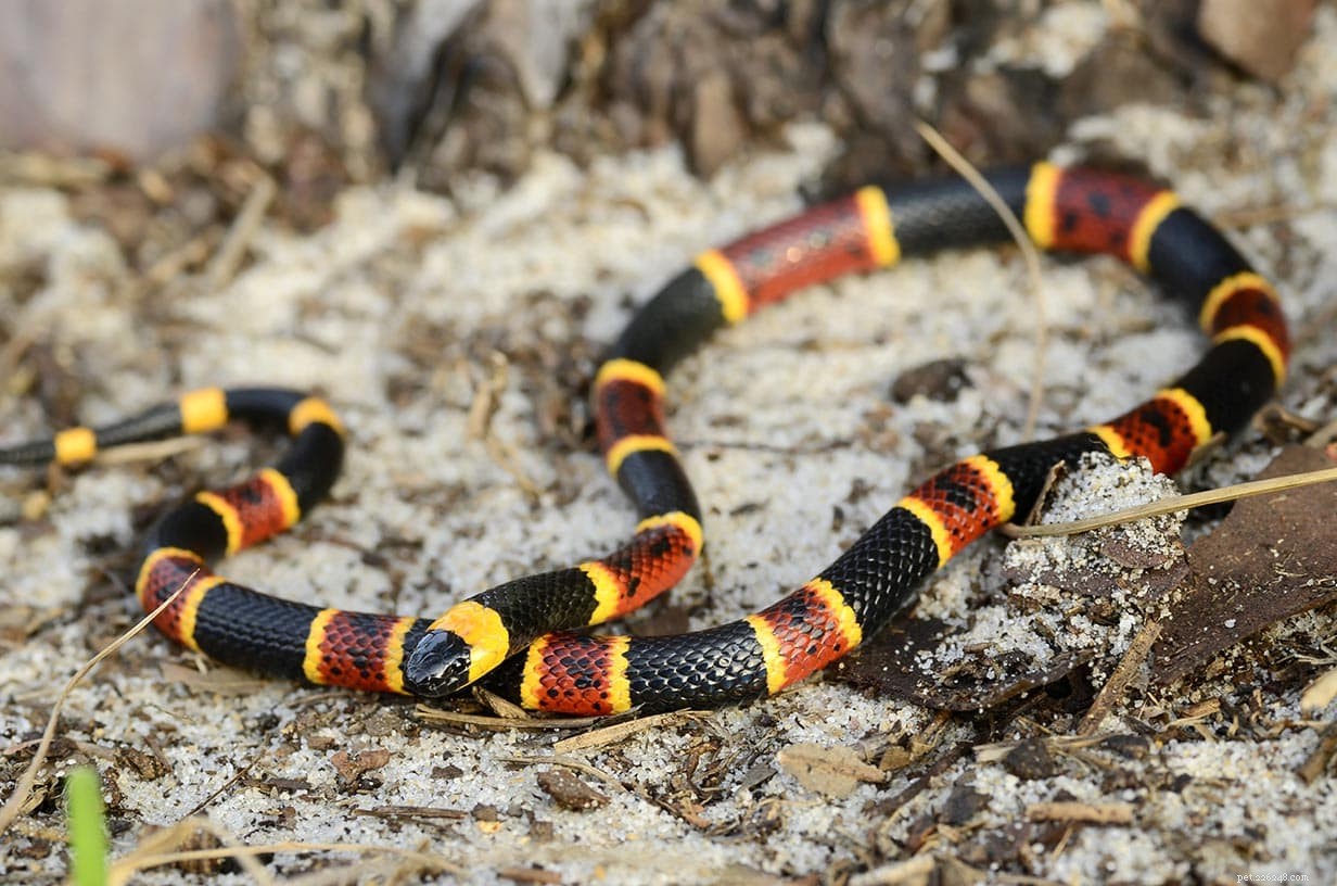 4 serpenti che sembrano serpenti corallo (con immagini)