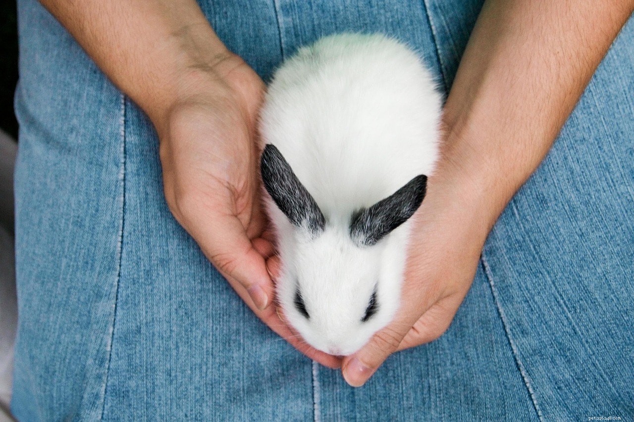 Comment calmer un lapin craintif ou stressé (18 méthodes éprouvées)