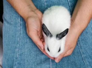 두려워하거나 스트레스를 받는 토끼를 진정시키는 방법(18가지 입증된 방법)