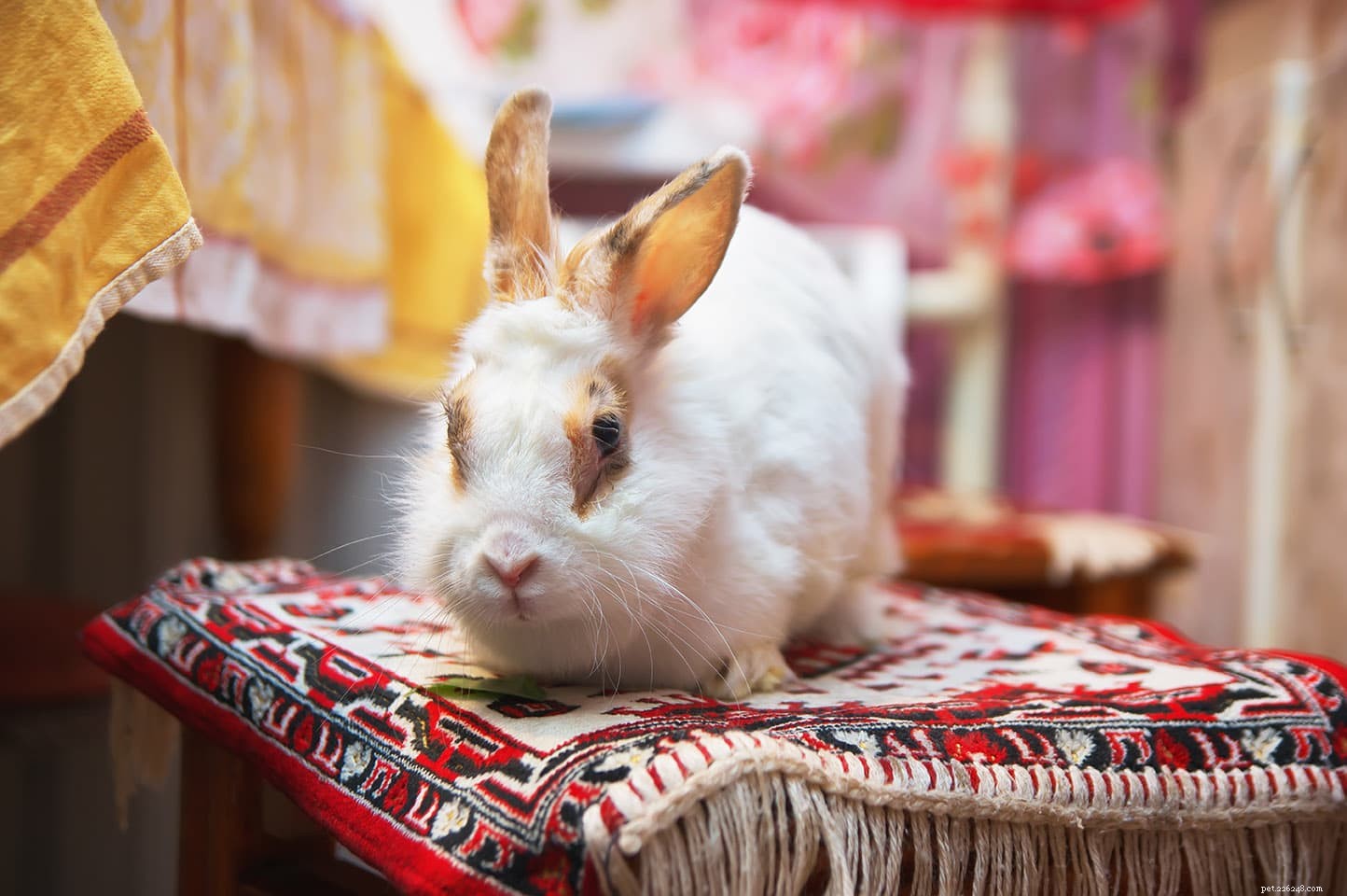 Hoe maak je een konijnenkamer (trucs, tips en doe-het-zelfideeën)