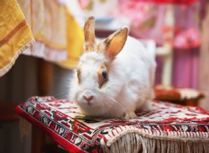 Jak udělat pokoj pro králíky (triky, tipy a nápady pro kutily)