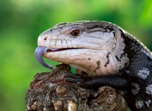 11 morfologias comuns do lagarto da língua azul