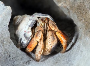 Como saber o sexo de um caranguejo eremita (com fotos)