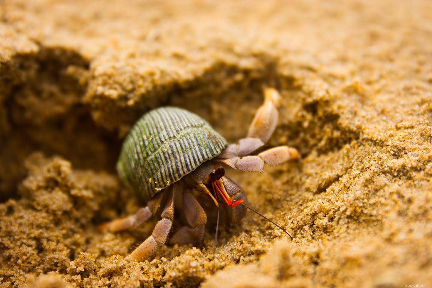 Por que os caranguejos eremitas cavam? 4 possíveis motivos
