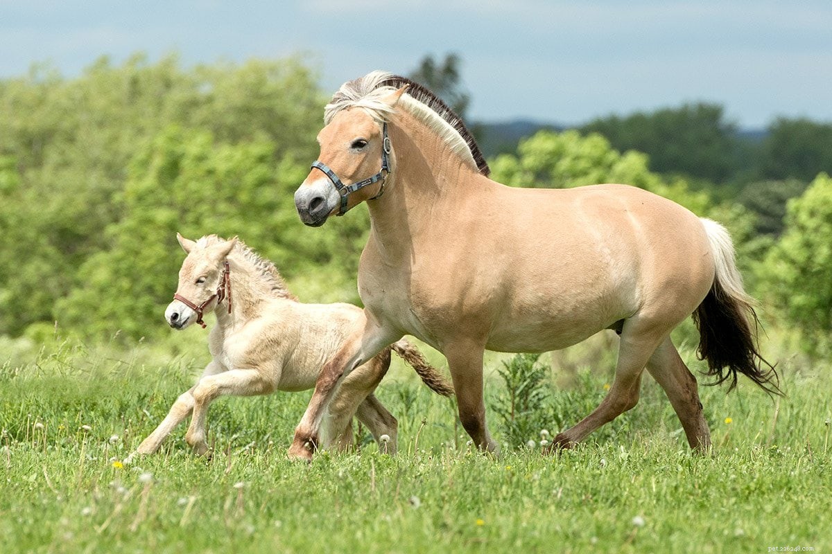 Como se chama um cavalo bebê?