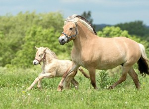 Como se chama um cavalo bebê?