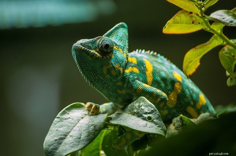 Jak se starat o mazlíčka chameleona