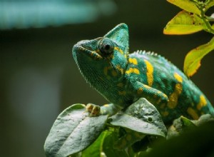 Jak se starat o mazlíčka chameleona