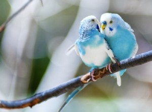 앵무새를 돌보는 방법(케어 시트 및 가이드 2022)