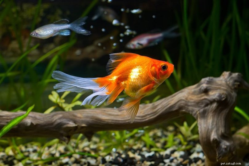 Groeien goudvissen tot de grootte van hun aquarium? Feit versus fictie 