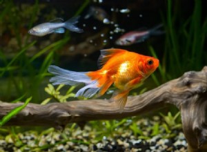 Växar guldfiskar till storleken på sin tank? Fakta vs fiktion