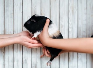 Comment tenir correctement un cochon d Inde (avec photos et vidéos)